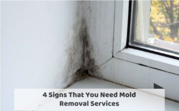 4 Signs That You Need Mold Removal Services