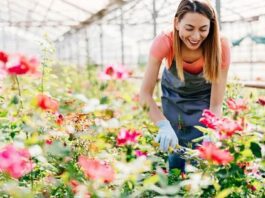 What Are The Most Beautiful Rose Plants For Indoors