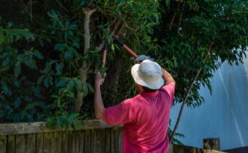 5 great reasons to call in professional tree loppers on the gold coast