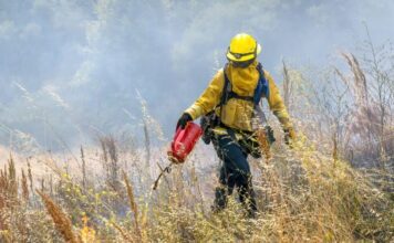 recovery in action strategies for forest wildfire restoration